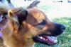 Rex