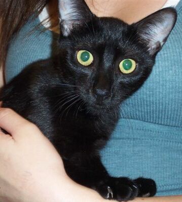 Chance the Black Kitten