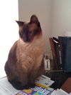 Thai the Stunning Seal Point Siamese