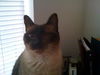 Thai the Stunning Seal Point Siamese