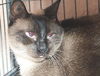 Thai the Stunning Seal Point Siamese