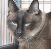 Thai the Stunning Seal Point Siamese