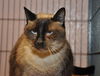 Thai the Stunning Seal Point Siamese