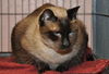 Thai the Stunning Seal Point Siamese