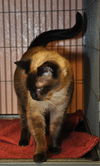 Thai the Stunning Seal Point Siamese
