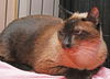 Thai the Stunning Seal Point Siamese