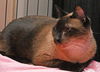 Thai the Stunning Seal Point Siamese