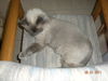 Yum Yum the Handsome Himalayan