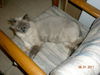 Yum Yum the Handsome Himalayan