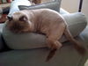 Yum Yum the Handsome Himalayan