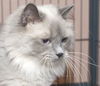 Yum Yum the Handsome Himalayan