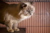 Yum Yum the Handsome Himalayan
