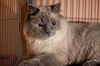 Yum Yum the Handsome Himalayan