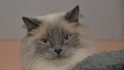 Yum Yum the Handsome Himalayan