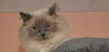 Yum Yum the Handsome Himalayan