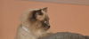 Yum Yum the Handsome Himalayan