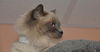 Yum Yum the Handsome Himalayan