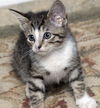 Maxi the Tabby Kitten