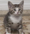 Maxi the Tabby Kitten