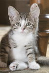 Maxi the Tabby Kitten