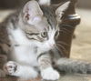 Maxi the Tabby Kitten