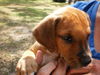 Satine the Walker Hound Puppy