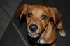Satine the Walker Hound Puppy