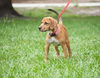 Satine the Walker Hound Puppy