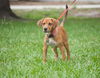 Satine the Walker Hound Puppy
