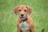 Satine the Walker Hound Puppy