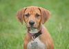 Satine the Walker Hound Puppy