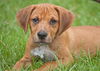Satine the Walker Hound Puppy