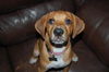 Satine the Walker Hound Puppy