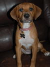 Satine the Walker Hound Puppy