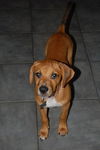 Satine the Walker Hound Puppy