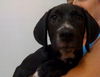 Toulouse the Walker Hound Puppy