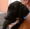 Toulouse the Walker Hound Puppy