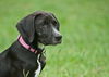 Toulouse the Walker Hound Puppy