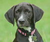 Toulouse the Walker Hound Puppy