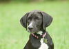 Toulouse the Walker Hound Puppy