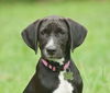 Toulouse the Walker Hound Puppy