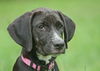 Toulouse the Walker Hound Puppy