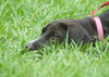 Toulouse the Walker Hound Puppy