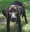 Toulouse the Walker Hound Puppy