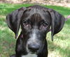 Toulouse the Walker Hound Puppy