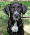 Toulouse the Walker Hound Puppy