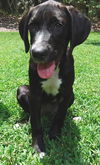 Toulouse the Walker Hound Puppy