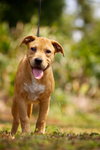 May the Terrier Puppy