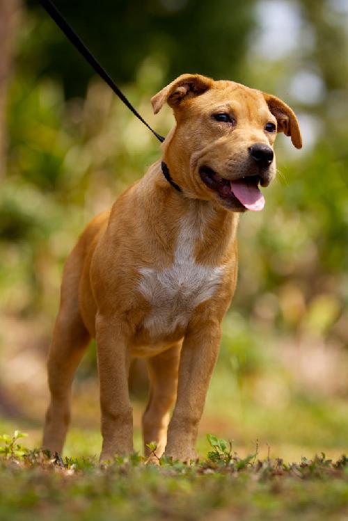 May the Terrier Puppy