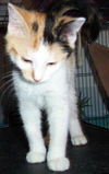 Penelope